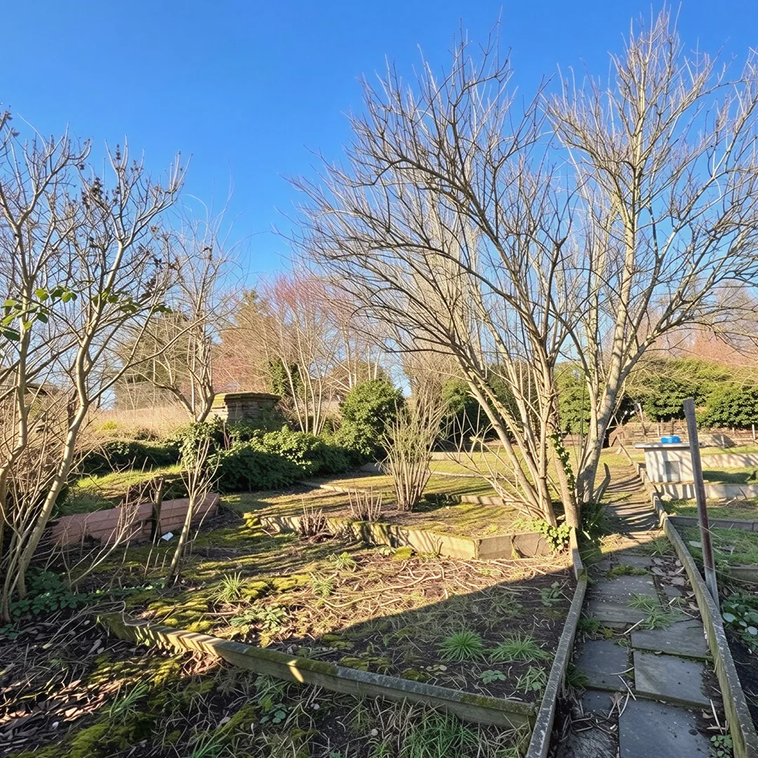 Garten mit kahlen Bäumen, Beeten und einem gepflasterten Weg unter blauem Himmel